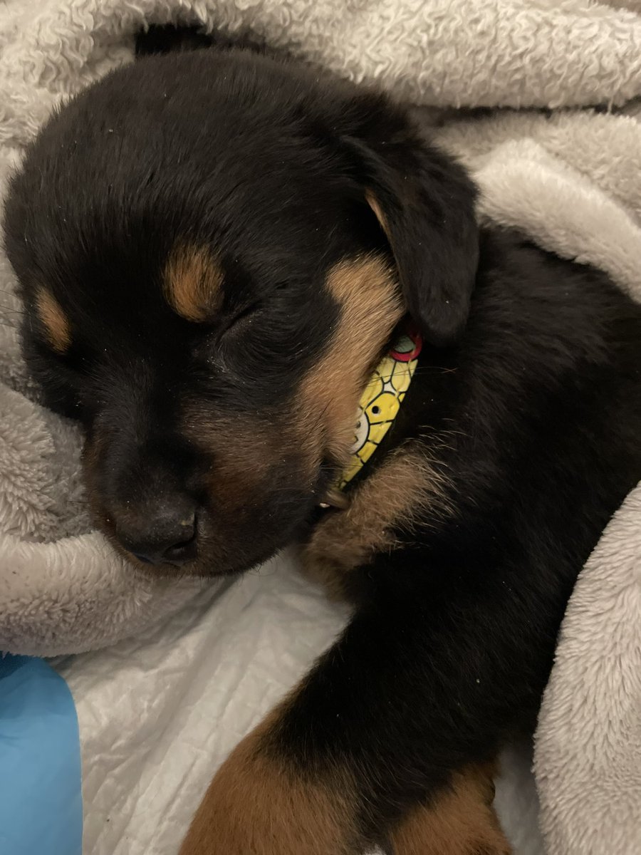 I have a new LOVE 💕 Miss Ruby-Doo! 6 weeks ~Rotty~Already a spoiled brat 💯
