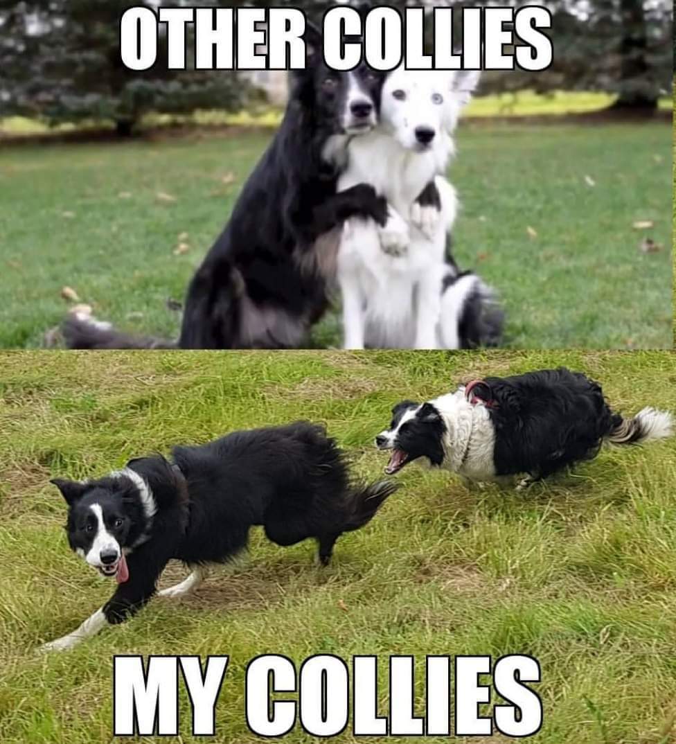 50BorderCollie's tweet photo. True 😂
.
#bordercollie #bordercollies #dog #collie https://t.co/Jq93zMAZJ9