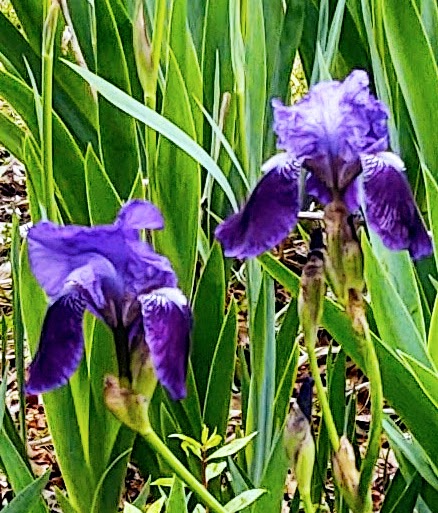 watergatesummer's tweet image. #Hope #NurturingDreams #RememberWhatMatters 
#YouMatter 
( Irises , first Covid Summer 2020)
🕯️🩵🙏🩵🕯️