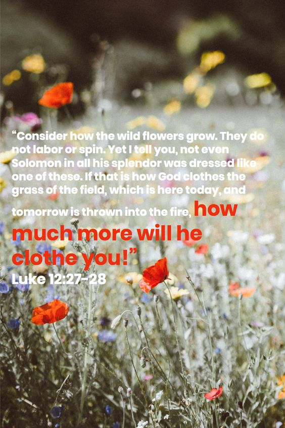 Consider how the wildflowers grow. They don't labor or spin. Yet not even Solomon was dressed like one of these in all his splendor. If that is how God clothes the grass of the field, which is here today & thrown in fire tomorrow, how much more will he clothe you...Luke 12:27-28 https://t.co/Gj8vn9TDiQ