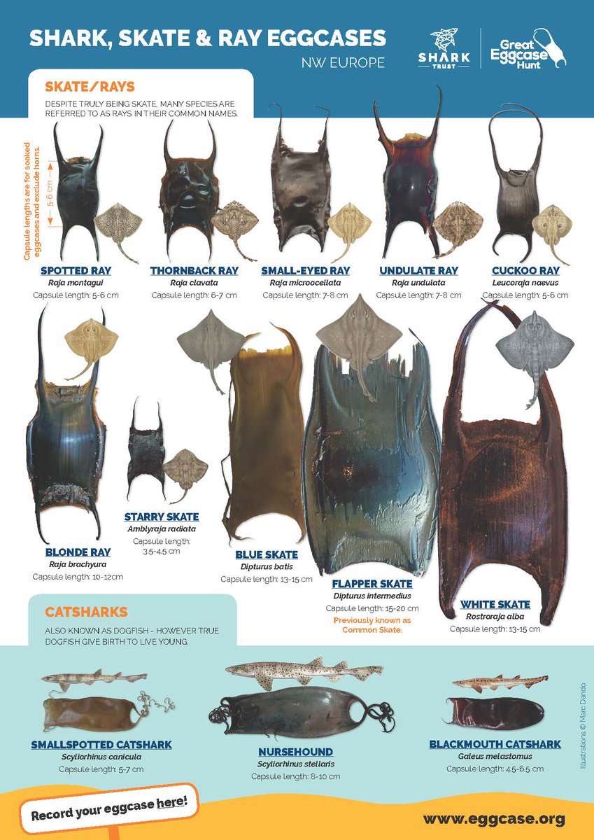 SharkTrustUK's tweet photo. Happy Shark & Ray Awareness day!
Have you found a #shark or #skate #eggcase? Look around the beach & you might find one of these ocean treasures! If you do, use our handy ID guides to work out what species it is from and report it to the #GreatEggcaseHunt!
https://t.co/WaCeCYChwN https://t.co/yvX3Yh71M3