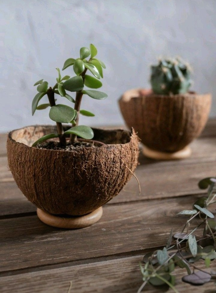 alok__david's tweet image. Coconut shell pot for plants. 
Don&apos;t just throw away.. Make use of it.

#diy #upcycling #coconutshell #pot