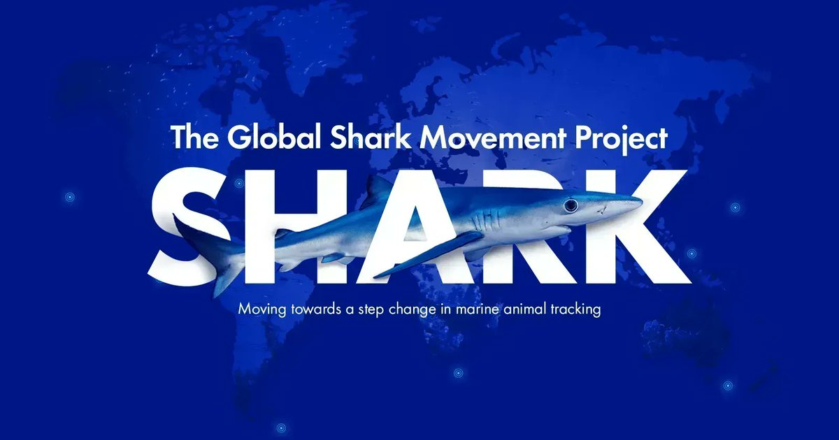 thembauk's tweet photo. The #GlobalSharkMovementProject is coordinated by @TheSimsLab in collaboration with research teams worldwide to track movements & changing habitats of #sharks & quantify threats they face to inform evidence-based conservation #MBASharks
https://t.co/J3zTw6e9Ia https://t.co/5hJqGz46PH
