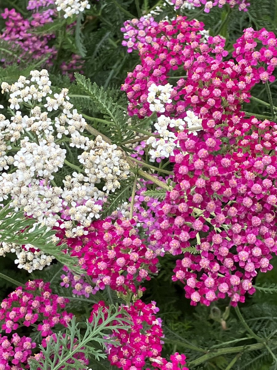Well, the weather might be having other ideas of late but at least our <a href="/TrentUni/">Nottingham Trent University</a> landscapes are reaping the rewards ☔️🌦 🌸🌼🌺