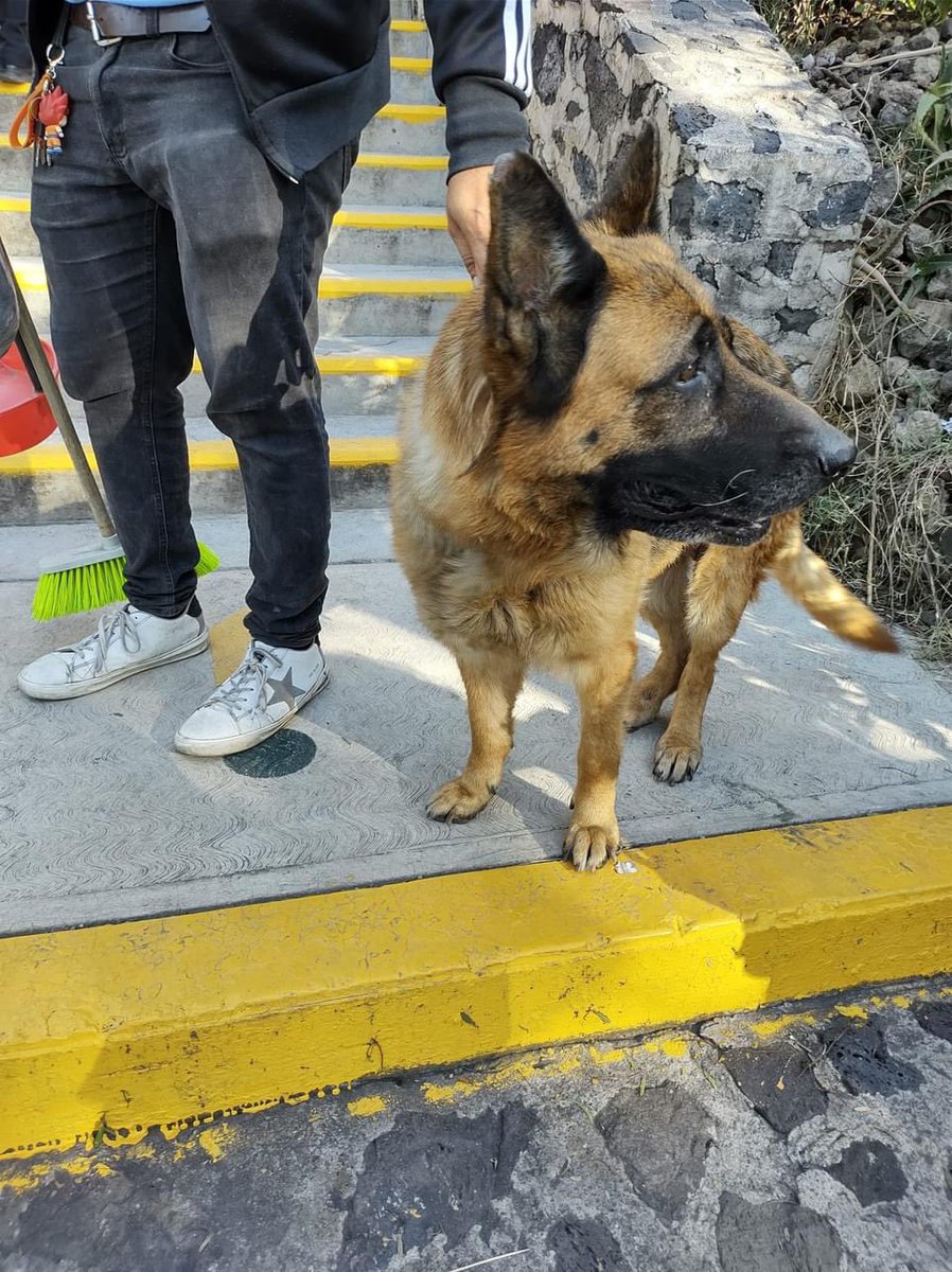 TodoenXochi's tweet photo. “Help. Me acabo de encontrar esta perrita en Ampliación Tepepan, Xochimilco. Trae collar, pero no placa. Tiene casa seguramente. Ya es viejita y no sabe andar en la calle. Es muy dócil. ¿Me ayudan a compartir para encontrar a sus dueños, por favor? Gracias 🙌🏻😅 “ https://t.co/U7Pni6yhDt