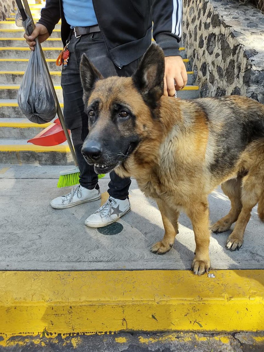 TodoenXochi's tweet photo. “Help. Me acabo de encontrar esta perrita en Ampliación Tepepan, Xochimilco. Trae collar, pero no placa. Tiene casa seguramente. Ya es viejita y no sabe andar en la calle. Es muy dócil. ¿Me ayudan a compartir para encontrar a sus dueños, por favor? Gracias 🙌🏻😅 “ https://t.co/U7Pni6yhDt