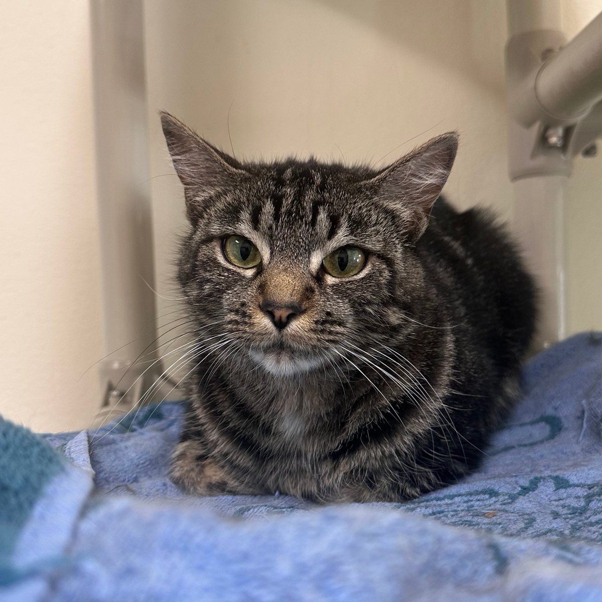 perrys_place_la's tweet image. Rating Charli's loaf: a sweet 10/10 🐾