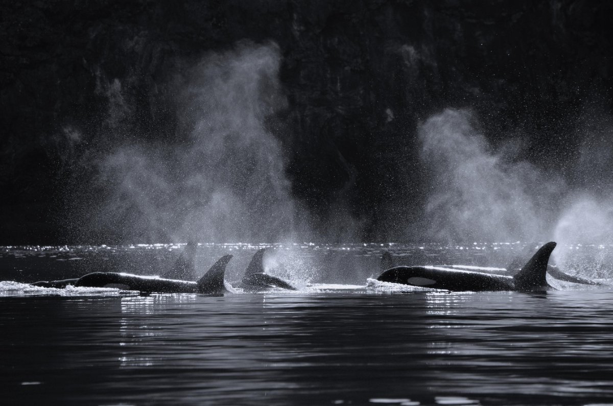 BlackfishIntel's tweet photo. Our name derives from our combined experience. 

Blackfish represents strength in numbers, coordinated hunting, &amp; operating in murky environments. 

Intelligence refers to the distilled product of data into actionable information.

#BlackfishIntelligence https://t.co/uLnHgzC76v