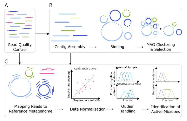 ASMicrobiology's tweet photo. Stable isotope probing can be used to answer questions about complex microbial communities (e.g., who is active? Who is eating what?). In #mSystems, researchers present a standardized quantitative analysis strategy for stable isotope probing metagenomics. https://t.co/jANzYQzZ2z https://t.co/lOFZNWhvnY