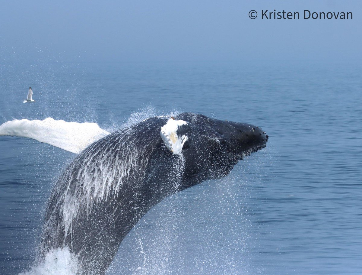 Passenger Kristen Donovan captured this spectacular shot that we share in the memory of our whale watching buddy Donna St Onge. Donna lived for the full breach!