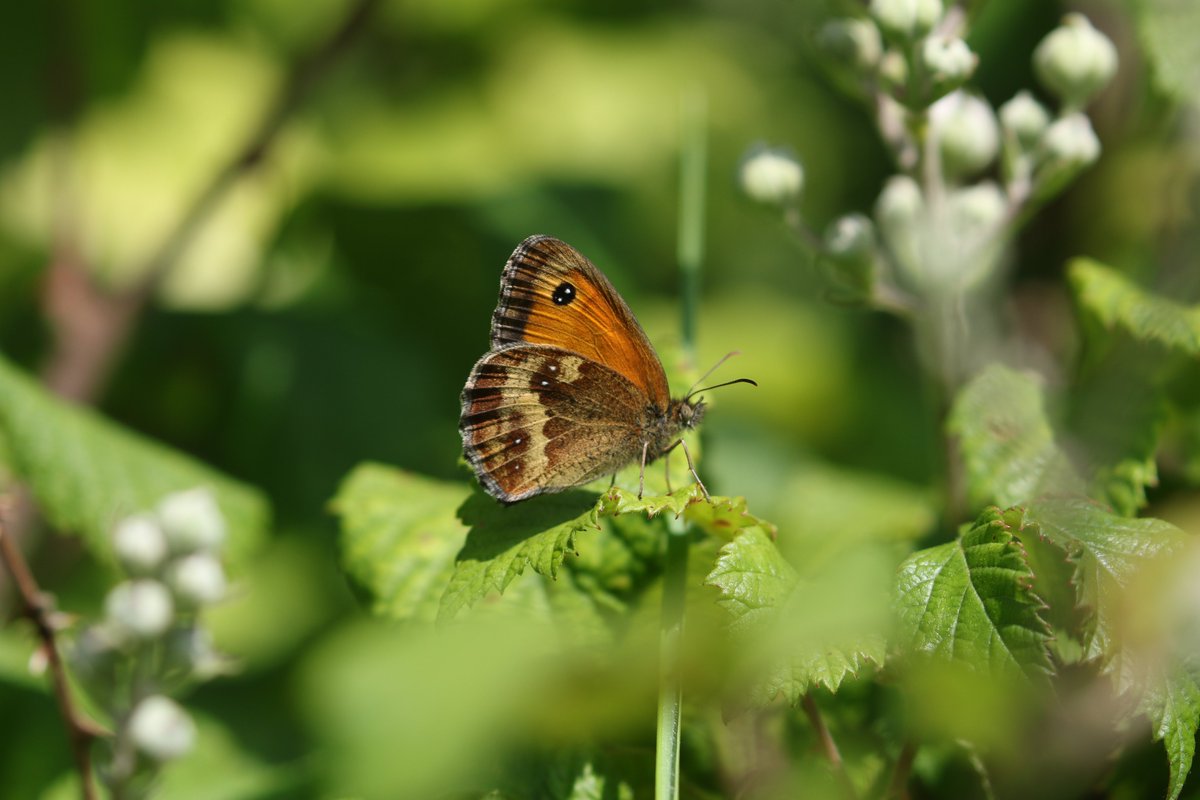 WCCPnews's tweet photo. The gatekeeper butterfly is medium sized and is part of the brown family. It can be seen from July to September flying over tall grass close to hedgerows or under cliffs.

#butterfly #bramble #summer #doverkent #gatekeeper https://t.co/sYAdYPF9nQ