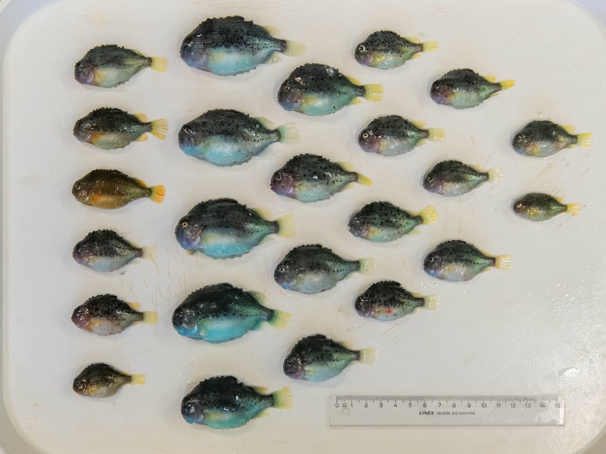 clumpusjim's tweet photo. Juvenile lumpfish, there is nothing cuter!
We caught these close to the coast, north-east of Iceland. Interesting to note the colour difference in the 6 front fish which, have a distinctive orange rather than the usual blue/green colour. @MFRI_Iceland #IESSNS https://t.co/P0L2wamecW