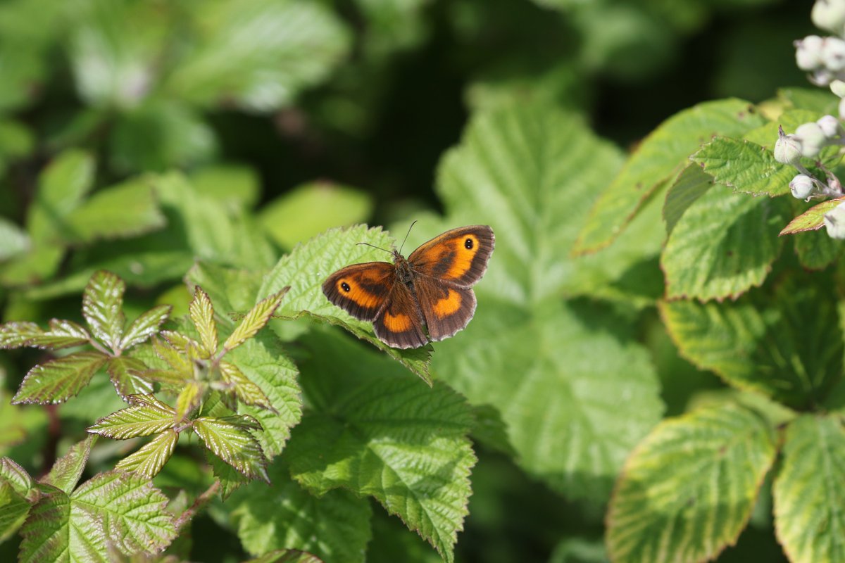 WCCPnews's tweet photo. The gatekeeper butterfly is medium sized and is part of the brown family. It can be seen from July to September flying over tall grass close to hedgerows or under cliffs.

#butterfly #bramble #summer #doverkent #gatekeeper https://t.co/sYAdYPF9nQ