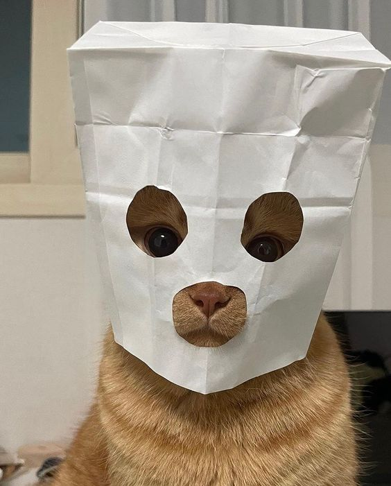 🐱 tweet media