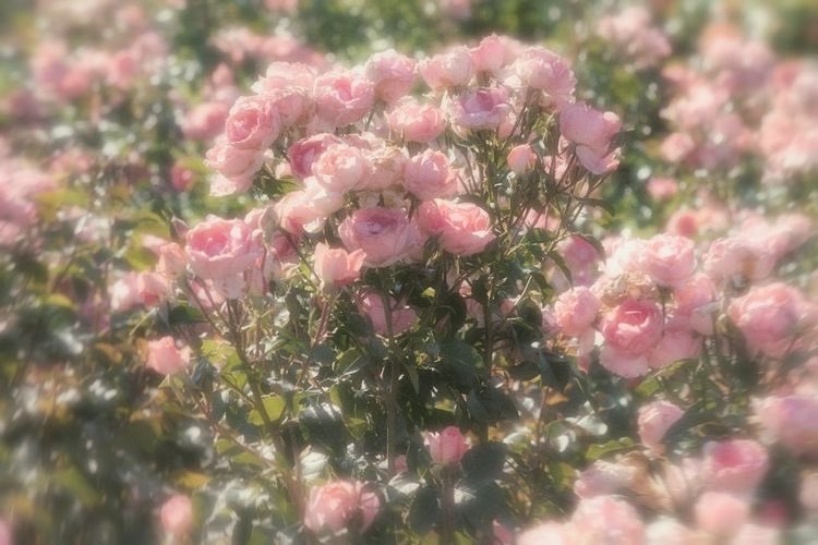 iuasthetic's tweet photo. https://t.co/88lXuILkDz