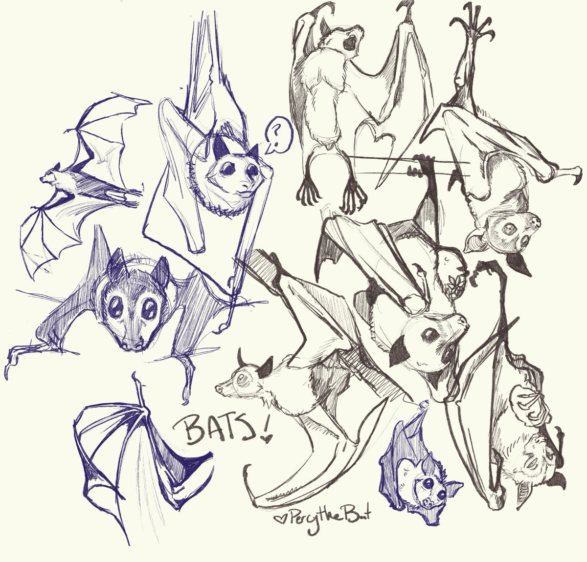 percythebat's tweet photo. Bats!
More bat anatomy study this morning. 🦇💜🧡 https://t.co/wS0u9DXLIx
