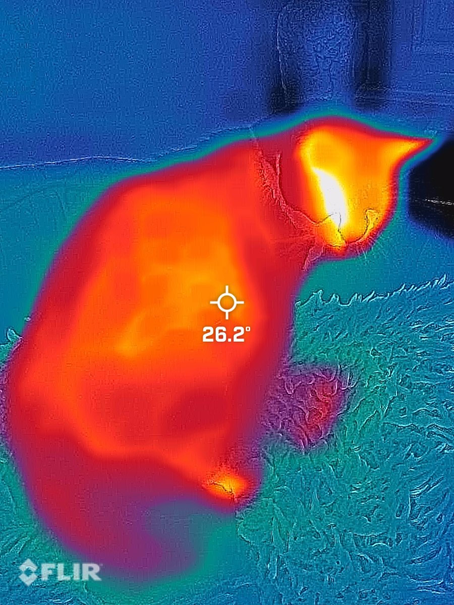 Heatlord77's tweet photo. Every time I get this gadget out the owner wants to have a go. FLIR Thermal Imaging camera @flir
#miltonkeynes #boilerinstallation #boilerservice #boilerbreakdown #boilerrepair #plumbing #flir #flirthermalimagine #flirthermalimagingcamera #flirone #teledyneflir https://t.co/3WoNf5BT3k