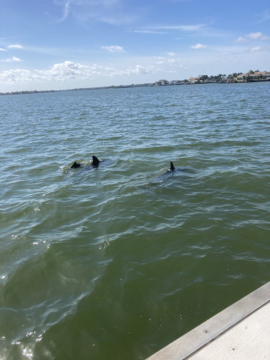 Madeira beach dolphin tour