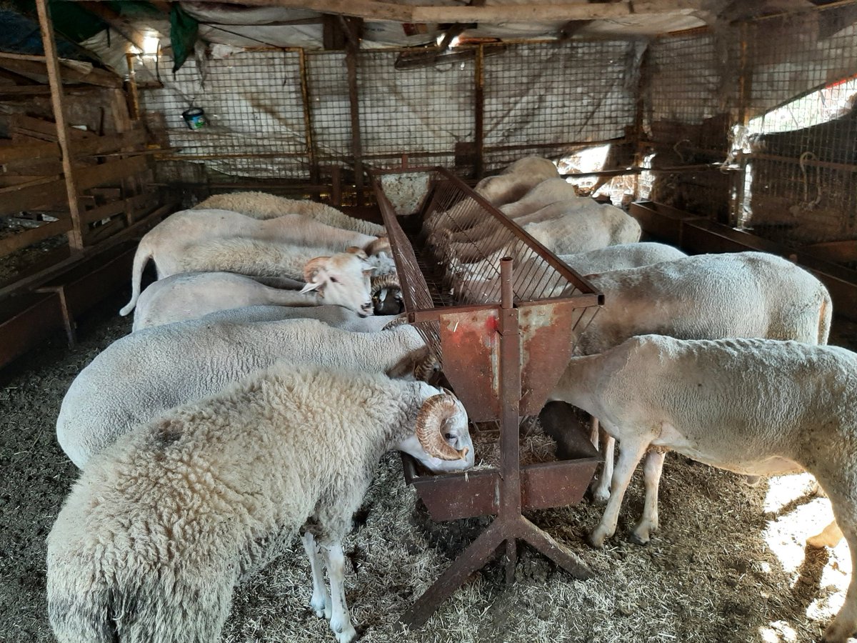 FGengonul's tweet photo. Pendik Viaport Adak Kurban Satış Merkezi Ucretsiz Kesim Kapida Ödeme Dilerseniz Hayir Kurumlarina Bağış Yapilmaktadir Tel 0534 707 29 74 https://t.co/IbZY7F8fgP