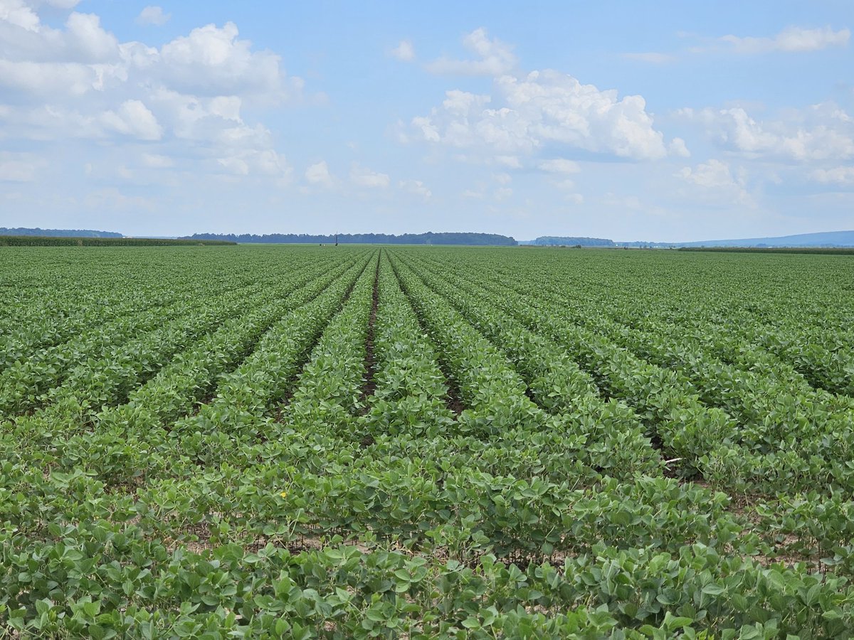 ar_verification's tweet image. Jackson County SRVP looks good. Had excellent growth over the past week. Insect and disease pressure remain low.@jacksonctyuaex