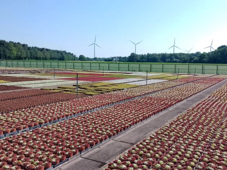 📝 We had a visit;  “𝐀 𝐭𝐨𝐮𝐫 𝐭𝐨 𝐝𝐢𝐬𝐜𝐨𝐯𝐞𝐫 𝐭𝐡𝐞 𝐁𝐞𝐥𝐠𝐢𝐚𝐧 𝐞𝐱𝐜𝐞𝐥𝐥𝐞𝐧𝐜𝐞 𝐢𝐧 𝐩𝐥𝐚𝐧𝐭𝐬 𝐚𝐧𝐝 𝐧𝐮𝐫𝐬𝐞𝐫𝐢𝐞𝐬”

Every year, VLAM, Flanders’ Agricultural Marketing Board, organizes a press tour 

theflorajournal.international/2023/07/10/a-t…