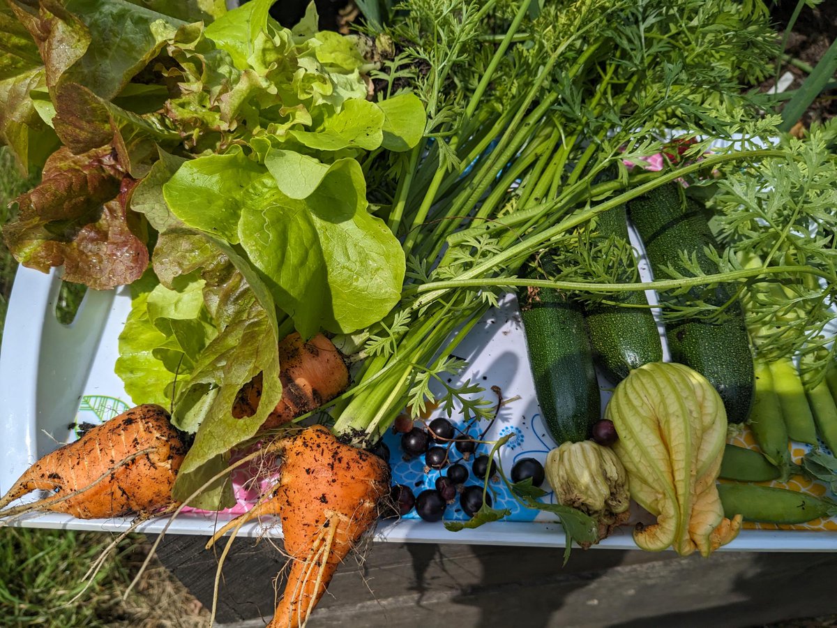 GrowingFocal's tweet photo. Thank you @DarkWoodsCoffee for your support
today we shared #carrots #courgetts and lots of #Berries, #Community Growing, #GreenVison plus lots of ๐๐around our wild flower planter๐๐ป๐ฅ Last week of our #YarnBombing #Woven23. https://t.co/MXhyHfXpQr