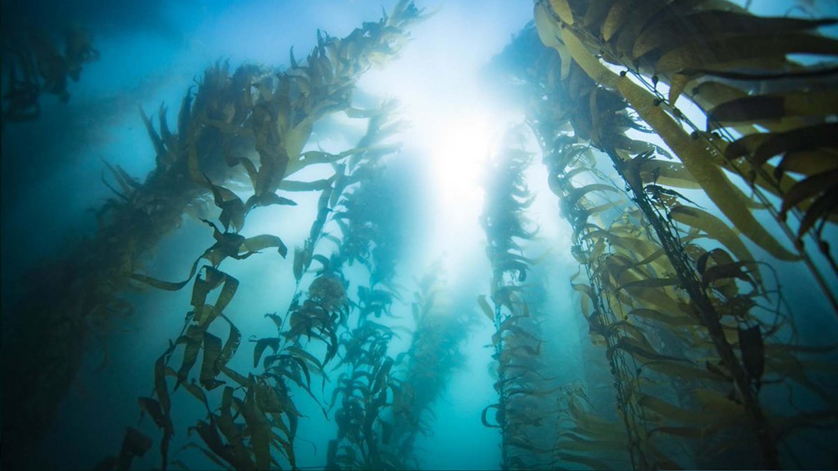 Seaweed and «Carbon» : everything you wanted to know but were afraid to ask! Professor @CatrionaHurd will share the results of her extensive research on Seaweed and Carbon Dioxide Removal on July 25th, 12PM CET. 

Link: lnkd.in/e5diDbkh

Save the date!

🌊🌊🌊

#Science