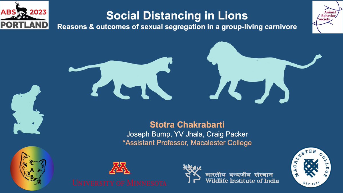 StotraChakraba2's tweet photo. Hey#ABS2023, if you wanna know M and F lions โsocially distanceโ from each other and butt heads, pls find me at my talk (2 pm @ the Social Behavior 2 session) ๐ฆ I promise cute cub pics ๐ #LongTermData #MultiplePopulations @AnimBehSociety https://t.co/P6s1DYZiEI