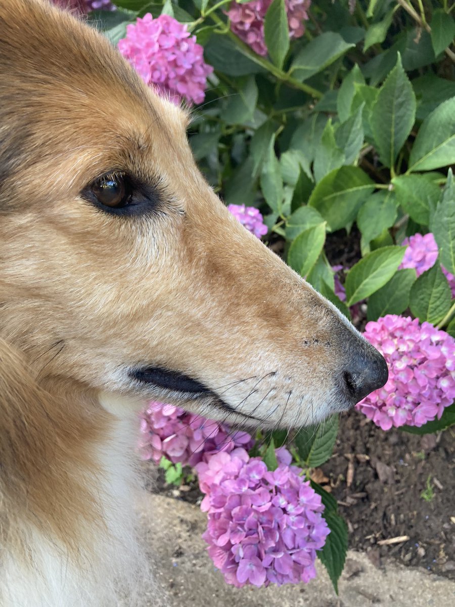 CollieCrusader's tweet photo. 👋 🤠 Hi, howdy, hello hydrangeas!
#hydrangeas #hellohydrangea #collieflower #collie https://t.co/fjsUcVSMWr