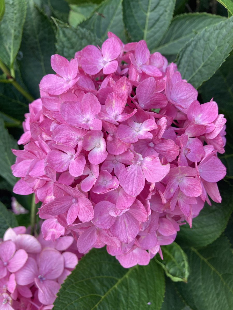 CollieCrusader's tweet photo. 👋 🤠 Hi, howdy, hello hydrangeas!
#hydrangeas #hellohydrangea #collieflower #collie https://t.co/fjsUcVSMWr