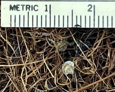 Native Oyster Aquaculture Research (NOAR) project tweet media