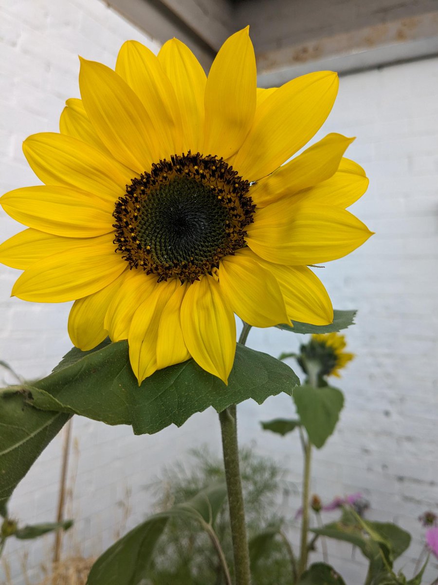 GrowingFocal's tweet photo. Thank you @DarkWoodsCoffee for your support
today we shared #carrots #courgetts and lots of #Berries, #Community Growing, #GreenVison plus lots of ๐๐around our wild flower planter๐๐ป๐ฅ Last week of our #YarnBombing #Woven23. https://t.co/MXhyHfXpQr