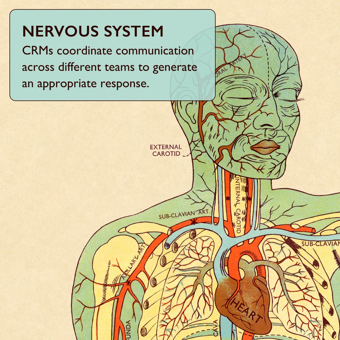 To function properly, a business—like the human body—relies on various interconnected systems working together. Check out the full infographic on our blog: bit.ly/3NHlUpu

#design #marketing #CRM #infographic