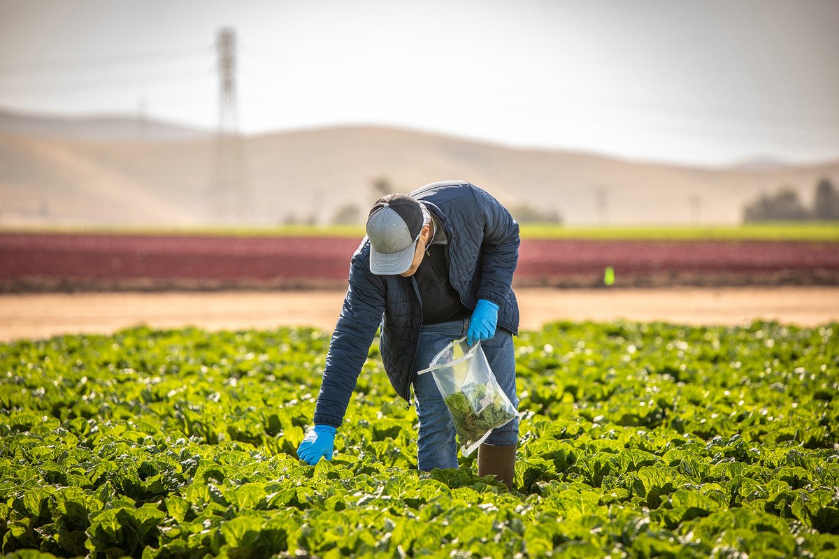 LGMA’s new Romaine Test &amp; Learn study aims to leverage members' romaine lettuce pathogen test data to aggregate and analyze larger trends and opportunities at an industrywide level.  Read more from <a href="/thepacker/">The Packer</a>  
bit.ly/3pFLraH
