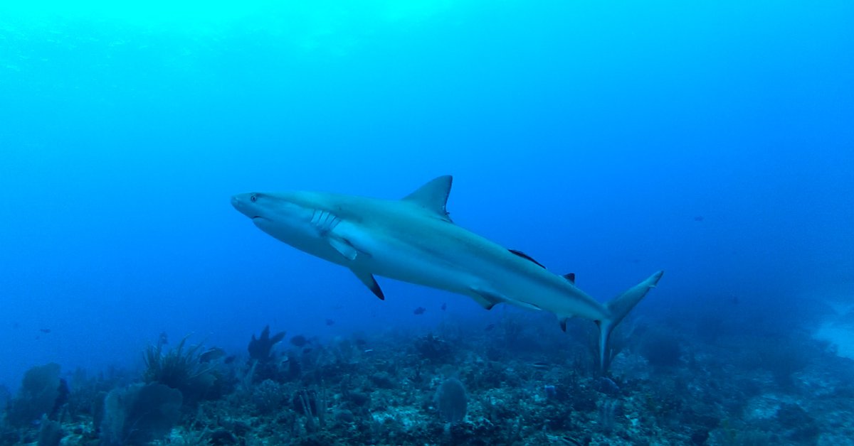 La Iniciativa Arrecifes Saludables para Gente Saludable ha emitido un comunicado sobre su posición con respecto al establecimiento de una prisión de máxima seguridad en #IslasDelCisne, #Honduras.
bit.ly/44l1IRu