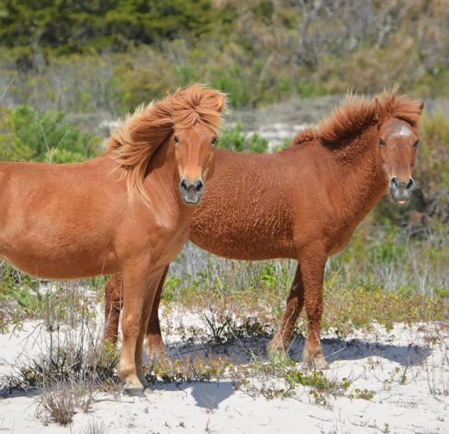 Maybe she's born with it, maybe it's neighbelline.