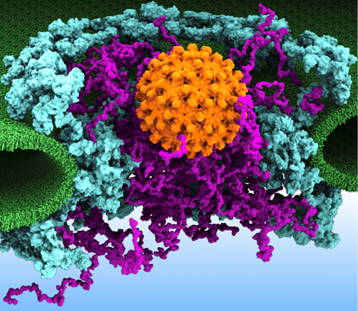 BeckmanIllinois's tweet photo. If a nucleus is a VIP lounge, the nuclear pore complex is its bouncer, allowing some proteins to enter and keeping others out.🧬

What are the qualifications for entry? Beckman physicists used a dynamic simulation to find out.

🗞️https://t.co/sA4vt4btYo
📓 https://t.co/fQJJeVaRAb https://t.co/OLWCyWTe57
