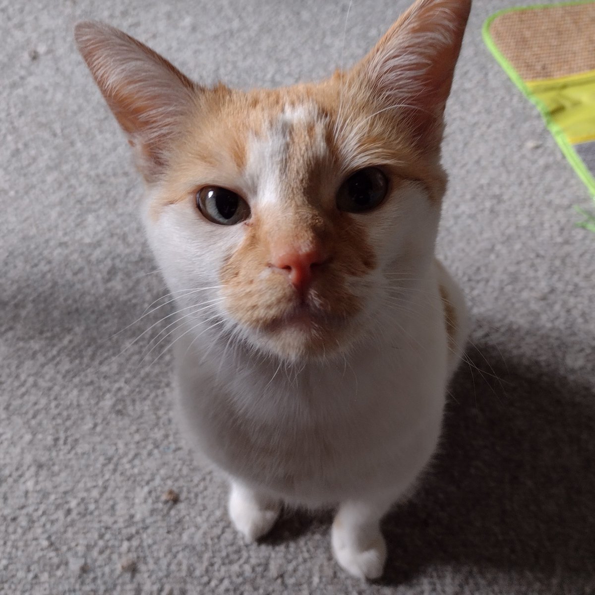 FartyCheddarCat's tweet image. Ware my fwench fwys?
Gib me, pweez!
Ware my fwench fwys?
Warm, wif cheez!

Ware my fwench fwys?
I demand!
Ware my fwench fwys?
Bite yor hand!

#CheddarPoetry #frenchfryday #GibMeNow #ILuvsFwys #FinNotEatedAllHisNoms