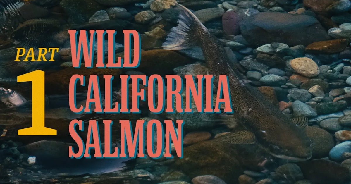 It's our thrill to introduce WHERE THE WILD ROAM'S first series: 'Wild California Salmon.' In this series' first episode, follow Kyle and Joe as they search for spawning Chinook salmon and visit a fish hatchery.   Watch now: youtube.com/@Where_The_Wil…