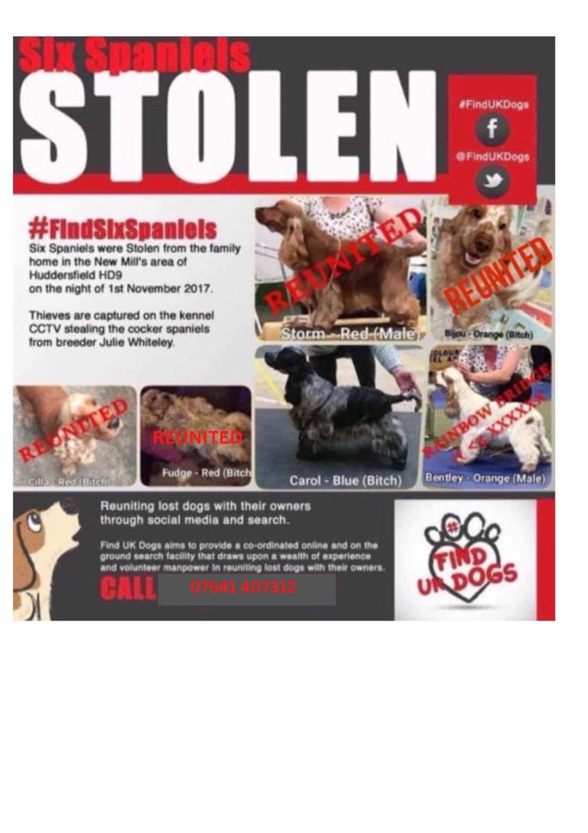 Dr_Dan_1's tweet photo. #FindSixSpaniels stolen 1st November 2017 #NewMill #Huddersfield Carol remains missing https://t.co/ALV6oSlrPh https://t.co/eIMYvm22Ks