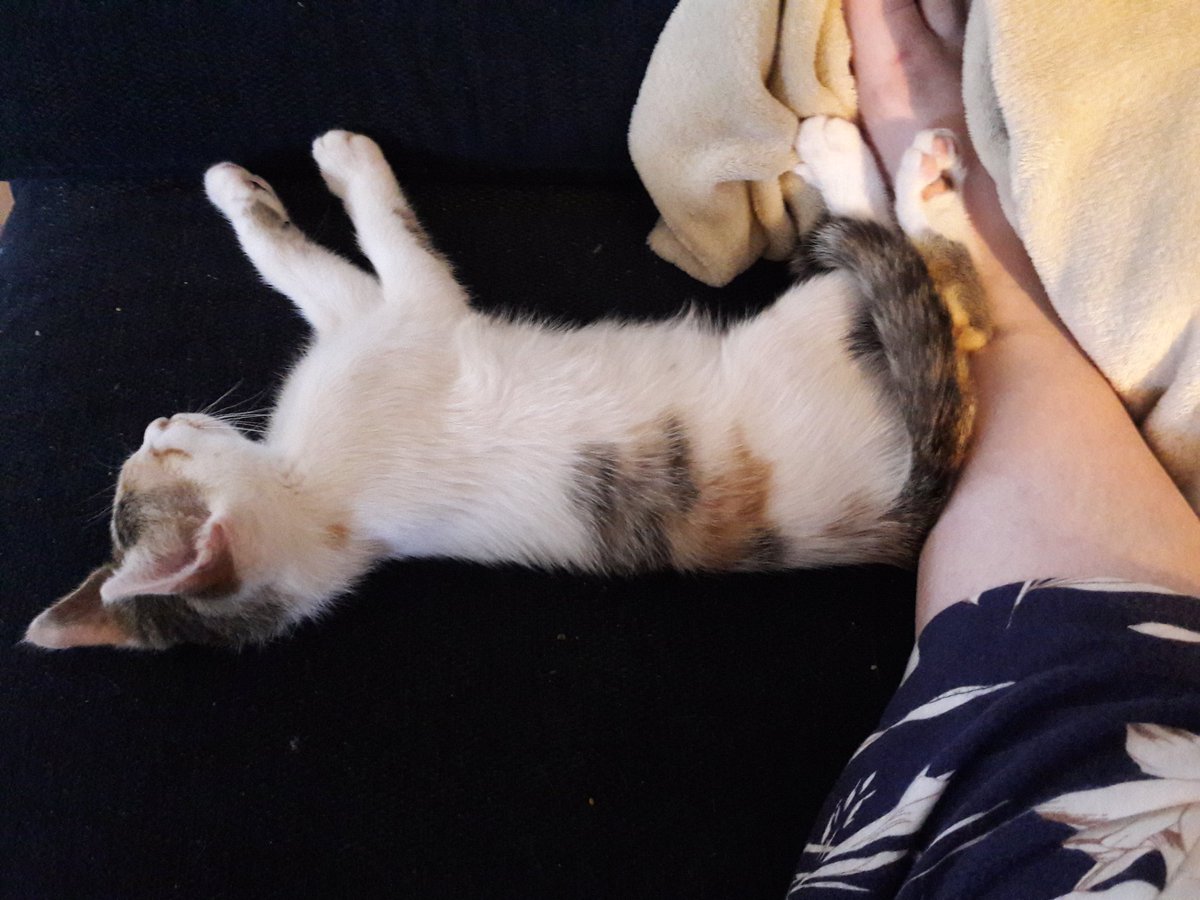 berta3112's tweet photo. Ich werde belagert. #Kittencontent https://t.co/KIPNXzs2Nf