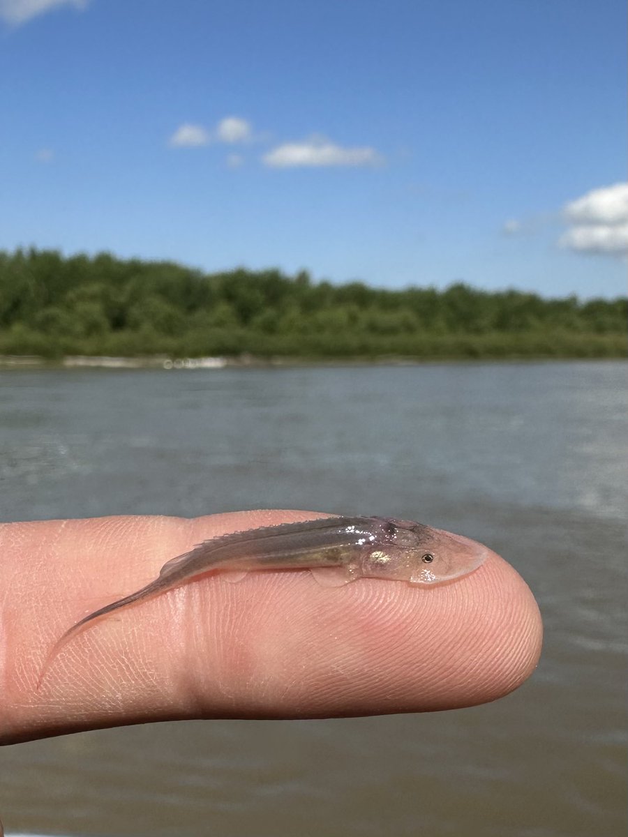 elise2020anders's tweet photo. Been a great field season so far! These little guys are the absolute coolest! Shovel nose and hopefully some pallids in the mix! 🐟 
#sturgeon #pallid https://t.co/TDd7F0hJGg