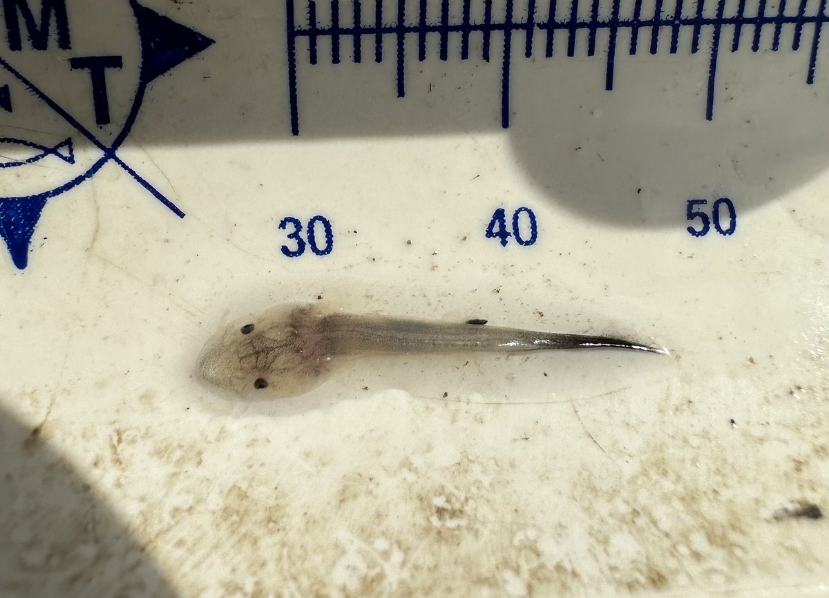 elise2020anders's tweet photo. Been a great field season so far! These little guys are the absolute coolest! Shovel nose and hopefully some pallids in the mix! 🐟 
#sturgeon #pallid https://t.co/TDd7F0hJGg
