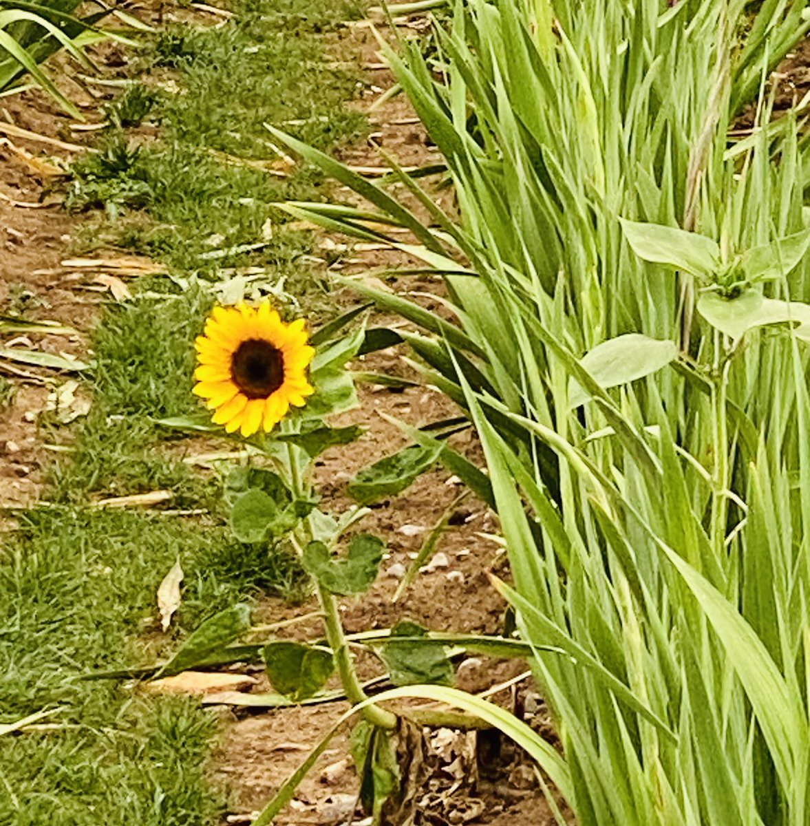 glaubeweiter's tweet photo. #Draußen auf dem #Blumen - #Feld wo alles #gerade + #ordentlich ist, #Gladiolen bei Gladiolen stehen, #Dahlien bei Dahlien, mit breiten #Wegen dazwischen, #tanzt eine aus der #Reihe Eine #Sonnenblume hat sich #widerspenstig den eigenen #Platz gesucht und #blüht dort und #gedeiht https://t.co/W5GVyUujmY