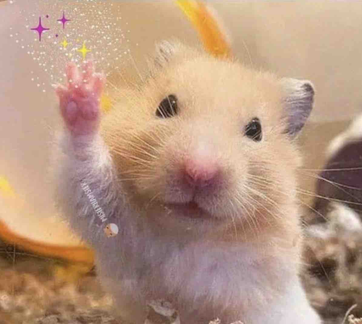 El Guarromántico tweet media