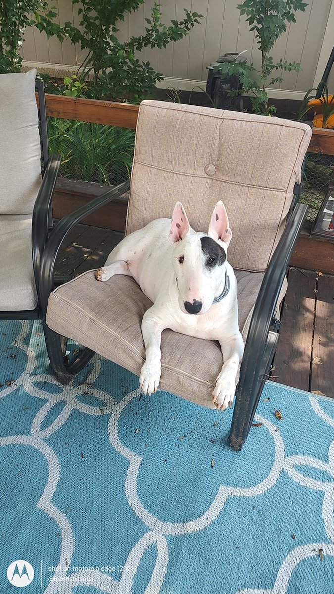 We could really use some donations.  I know I ask a lot, but there are so many in need right now 🙁

rexthetvterrier.org/donate/