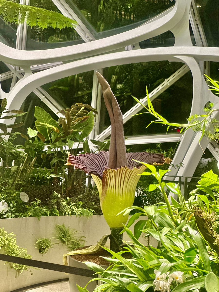 codingwcookie's tweet image. I went and saw the corpse flower last night. seattlespheres.com/corpse-flower