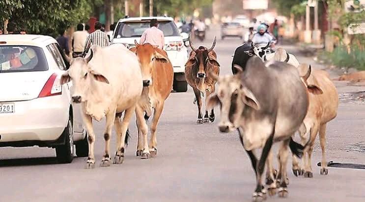 bhadana's tweet photo. These cows are not stray. They have owners to milk them daily and trade when they go dry.

Pls do not feed these cows if you love them. The cattlemen get boosted and double the numbers when you feed their livestock.

Force the administration to file FIRs against this cow mafia. https://t.co/V8zPvdfO5w