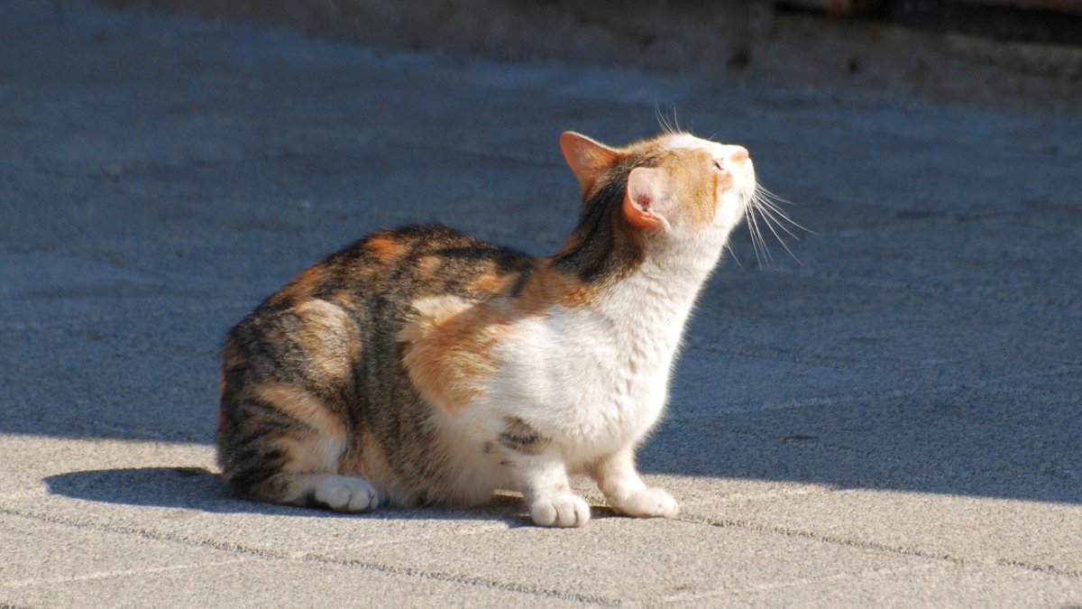 FBB_Officiel's tweet photo. #ChatsErrants
🔴 En Australie, le gouvernement a décidé d’éradiquer des millions de chats errants avec l’Intelligence Artificielle.
Considérés comme une espèce invasive, ces félins vont donc être tués par des robots en pulvérisant un gel toxique qu’ils vont ingérer en faisant leur toilette.
Au total, quinze de ces appareils qui fonctionnent à l'énergie solaire vont être déployés.
👉 D’autres solutions existent !

https://t.co/GIJyuOhg2e