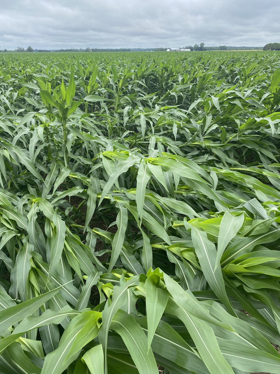 Jim Lumsden tweet media